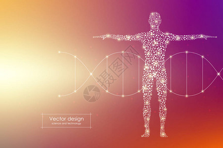 矢量人体与分子DNA医图片