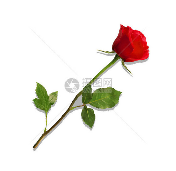 在白色背景上隔离的逼真高度详细的红玫瑰花的矢量图解长茎上美丽的红玫瑰花蕾情人节爱情婚礼约会图片