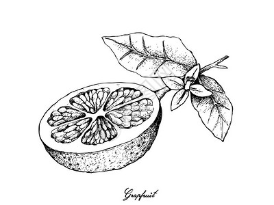 葡萄柚果实的插图手绘草图图片
