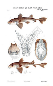 动物的插图维多利亚的自然历史维多利亚图片