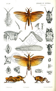 动物的插图维多利亚的自然历史维多利亚图片
