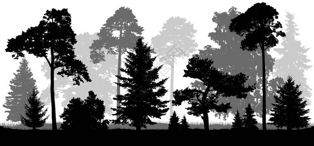 针叶林树设置剪影自然背景图片