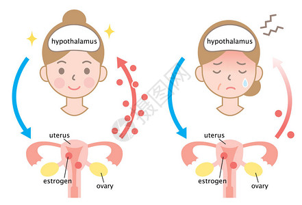 更年期和年轻女保健妇图片