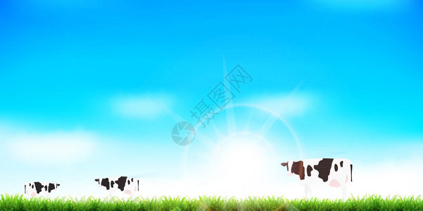 奶牛牧场景观背景图片