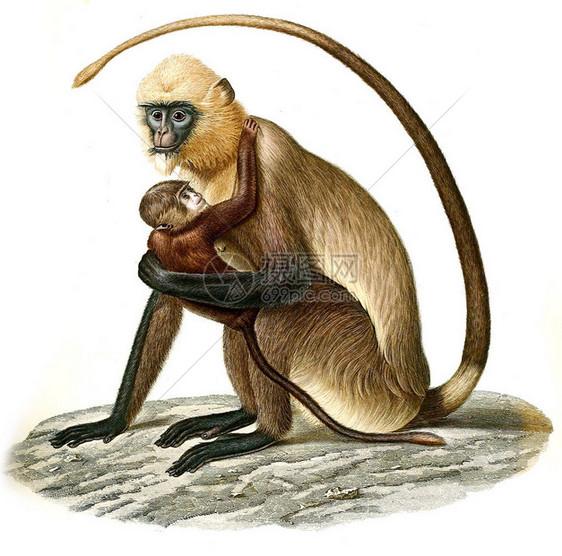 猴子的插图巴黎Natrutlle图片