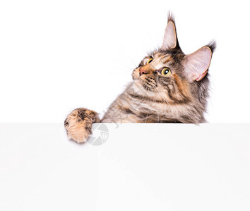缅因猫举着牌子或横幅有趣的宠物显示标语牌与文本的空间美丽的国内小猫与空白板图片