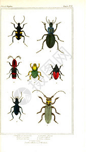 昆虫的插图图片