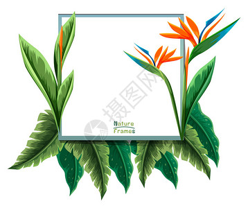 带有天堂鸟植物插图的框架模板图片