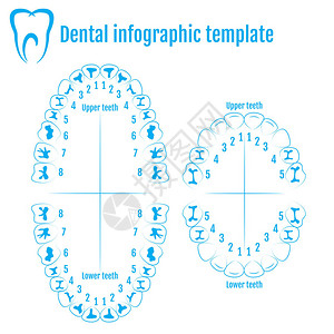 具有成人和儿童牙齿编号的矫形人牙解剖矢量图片