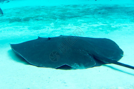 新加坡河川生态园和新加坡动物园水族馆图片