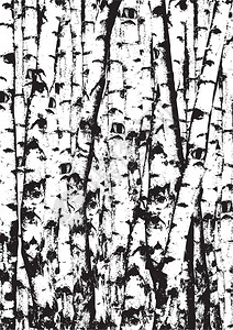 逼真的矢量白桦树插图黑白矢量白桦树林插画