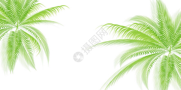 棕榈夏天风景背背景图片