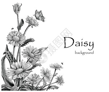 Daisy鲜花手画图片