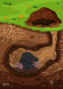 隧道插图中的地下鼹鼠图片