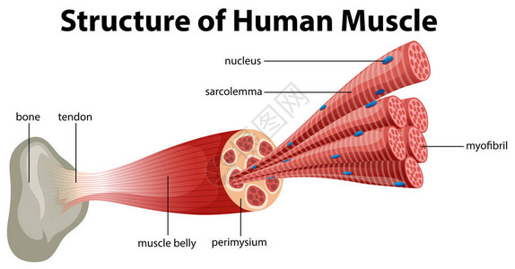 人体肌肉结构图图片