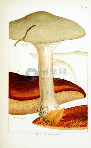 蘑菇的插图旧图像图片