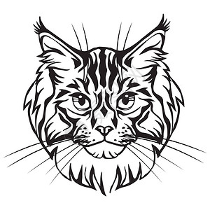 MaineCoonCat色彩简介中的装饰肖像图片