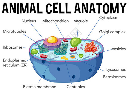 动物细胞解剖图解图片