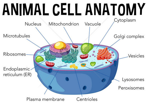 动物细胞解剖图解图片