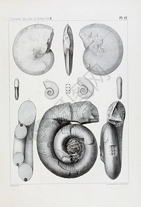 化石的插图旧图像图片