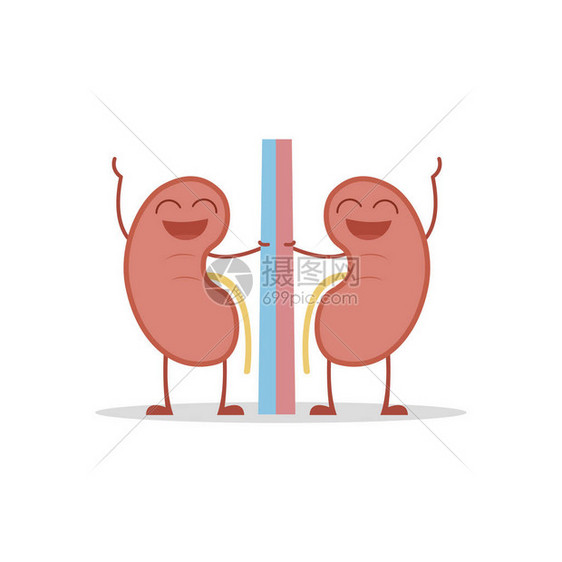 以卡通风格显示健康和有趣的肾图片