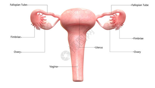 女生殖系统附带标图片