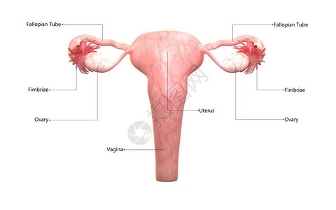 女生殖系统附带标图片