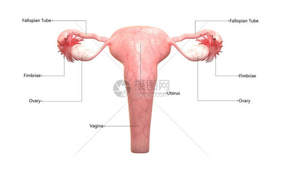 女生殖系统附带标图片