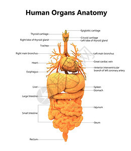 人体器官解剖学的3D插图图片