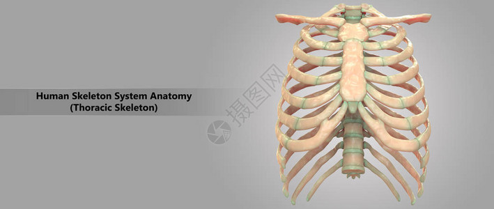 3D人类骨骼系统脱菌细图片