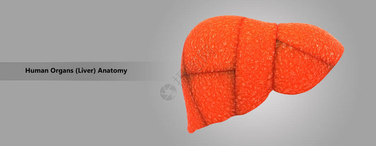 人体肝脏解剖的3D插图图片