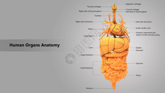 人体器官解剖学的3D插图图片