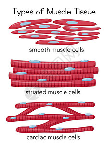 肌肉组织插图的类型背景图片