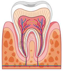 人类牙齿解剖图图片