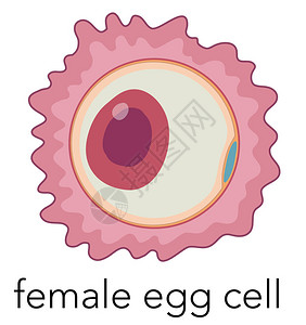 白色背景女鸡蛋小组图示图片