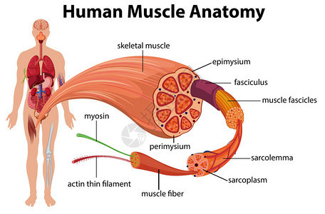 人体肌肉解剖图解图片