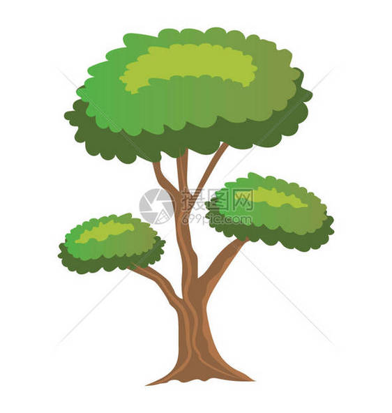 有小圆叶和树枝结构的一棵树是图片