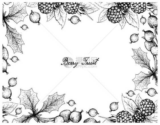 浆果实新鲜露莓和伏牛花或小檗果实在白色背景下分离的手绘草图的插图框架维生素C和K图片