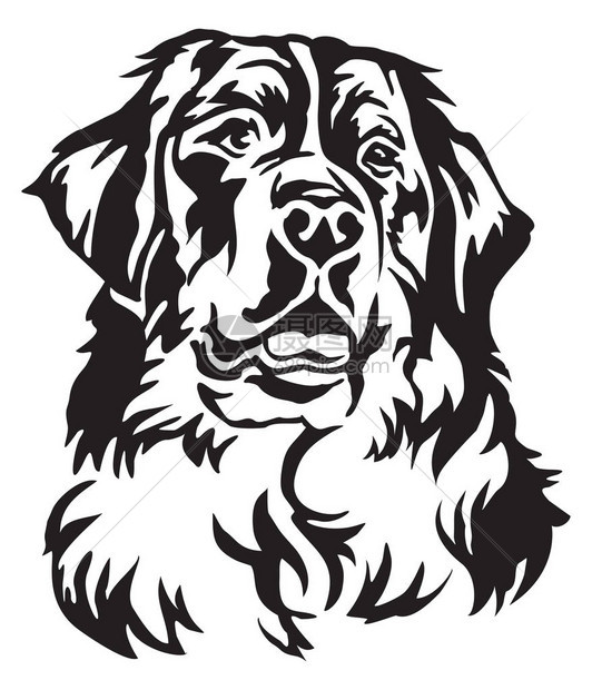 Bernese山狗装饰肖像画图片
