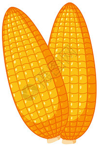 白背景插图上的新鲜有机玉米Fresh图片