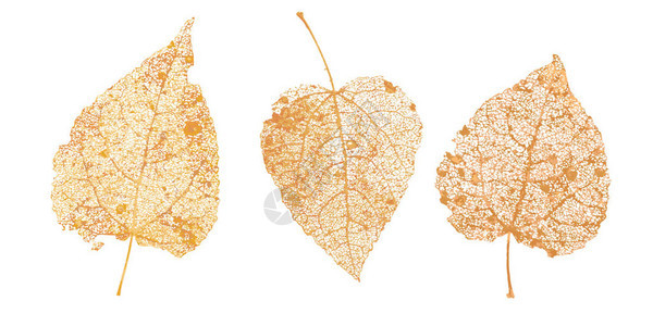 秋天设计的叶子落叶图片