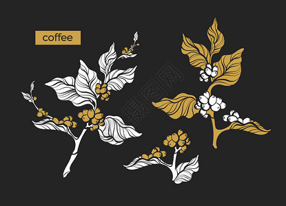 含有叶和天然豆子的一套倒形咖啡分枝植物图画黄金设计自然树生态食品有机Herb双光片插图图片