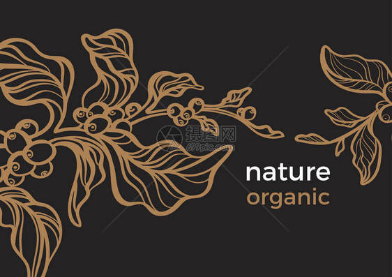 带有叶子和天然豆的咖啡现实分支的矢量热带模板有机食品种植园剪影素描艺术线植物插图在黑图片