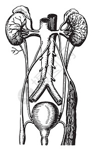 泌尿道复古雕刻插图图片