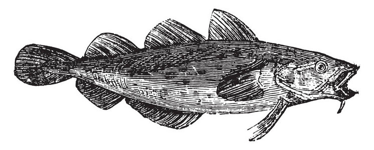 鳕鱼肝油生活中的鳕鱼或加杜斯GaddfishorGadusspp插画