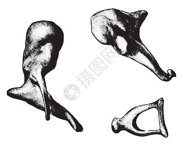 耳锤铁砧马镫复古雕刻插图的骨头图片