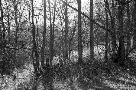 单色草原上裸露的树木和阴影的抽象光影黑白森林反光摄影图片