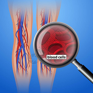 人体解剖血细胞图图片