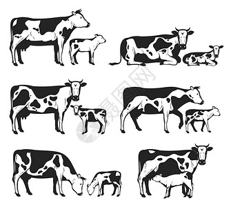 不同的矢量荷尔斯坦牛和幼崽在白色上隔离图片