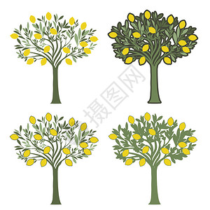 四棵柠檬树的矢量插图白底面有不图片